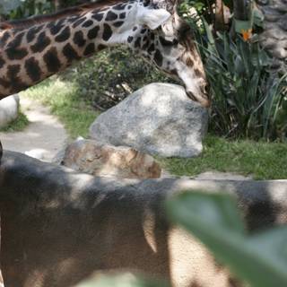 Graceful Giraffe at the Zoo