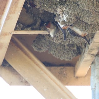 Barn Swallow Pair at Mud Nest Entrance