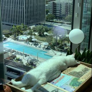 White Cat Lounging by the Pool in the Heart of LA