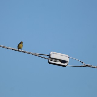 Small Bird Perched on Cable Near White Connector