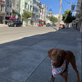 A Canine Adventure in the City