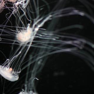 An Underwater Dance of Jellyfish