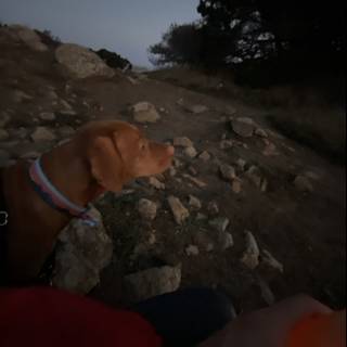 Night Sky Gazing with my Canine Companion