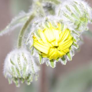 Yellow Chrysanthemum in the Cold