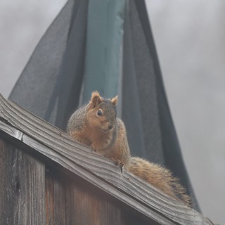 Curious Fox Squirrel Perched on Weathered Fence