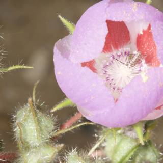 Geranium Blossom in the Desert