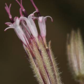 Up Close and Personal with a Desert Flower