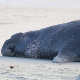 Resting Elephant Seal on Drakes Beach at Dusk