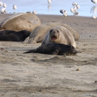 Elephant Seal Mother with Nursing Pup on Beach