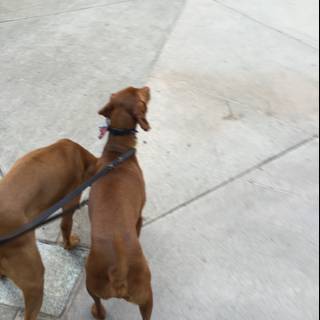 Two Canine Companions on a Los Angeles Walk
