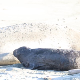 Elephant Seal Resting on Sandy Beach at Drakes Beach