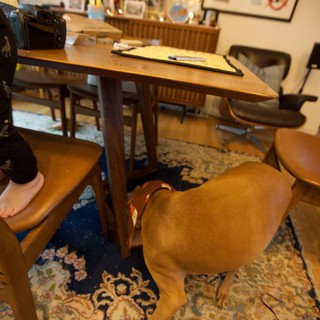 Dog Resting Under Home Office Desk at Christmas