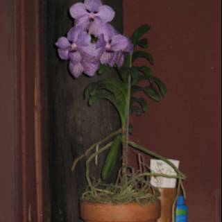 Purple Geranium in Decorative Pot