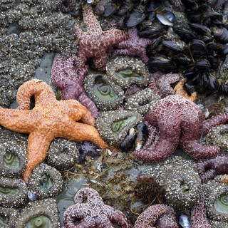 Vibrant Ochre Sea Stars Clustered in Pacific Tide Pool