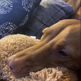 Comfortable Canine on Cozy Cushion