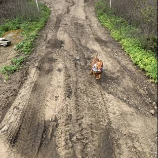 A Canine's Walk on a Dirt Road