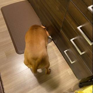Inquisitive Pup Explores Kitchen Cabinet