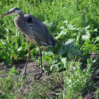 Great Blue Heron Foraging in Lush Wetland Vegetation