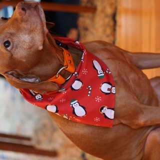 Vizsla Dog in Festive Christmas Bandana