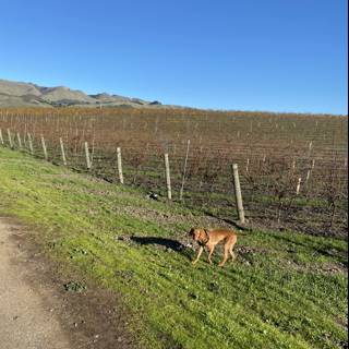 A Dog's Walk in the Vineyard