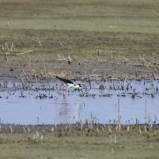 Black-necked Stilt Foraging in Shallow Wetland Waters