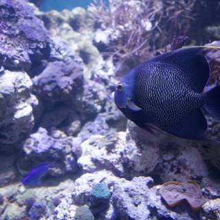 Majestic Angelfish Encounter at the Academy of Sciences