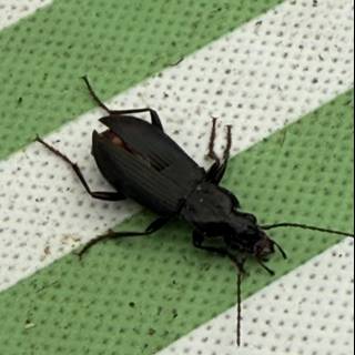 Beetle on the Move