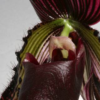 Long-Stemmed Orchid