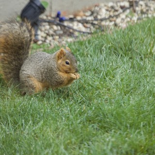 Fox Squirrel Munching Grass in Suburban Yard