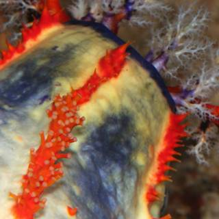 Vibrant Sea Slug in the Coral Reef