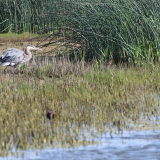 Great Blue Heron Foraging in Wetland Marsh