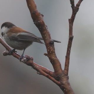 Boreal Chickadee Perched on Wet Winter Branch