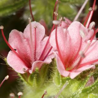 Pink Geraniums in Bloom