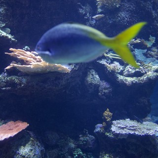 Yellowtail Fish Swimming Over Coral Reef