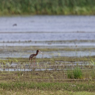 Glossy Ibis Foraging in Yolo Bypass Wetlands