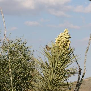 Perched on an Agave Plant