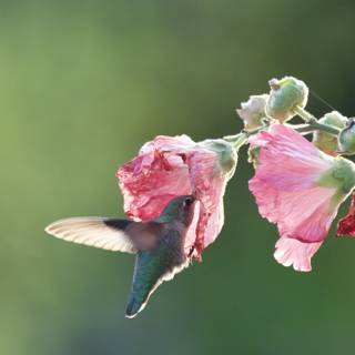 Harmony in Fort Mason: Hummingbird's Feast