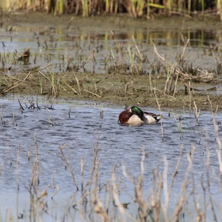 Northern Shoveler Ducks Foraging in Flooded Wetland Habitat