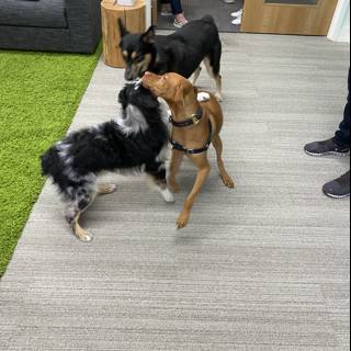 Puppy Playtime in the Office