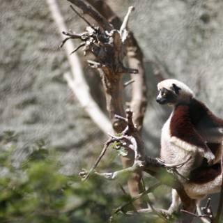 Red-ruffed Lemur in Tree