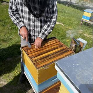 Working with Bees in Carmel