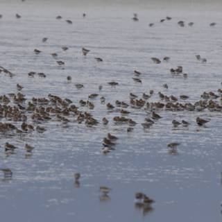Symphony of Sandpipers