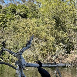 Cormorant Perched on Tree Branch in Stow Lake
