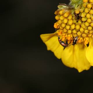 Busy Bees and Wasps on a Yellow Daisy