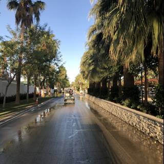 Driving through the Palm-lined Streets