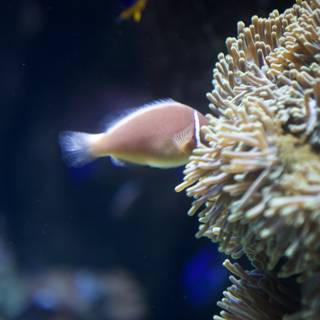 Anemone Fish in the Penelope Aquarium
