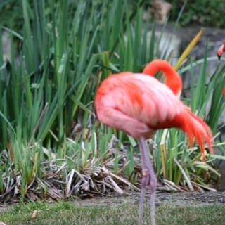 Flamingos in the Wild