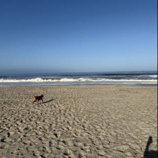Morning Stroll by the Sea