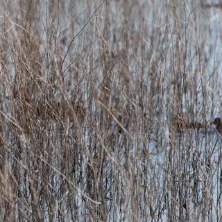 Camouflaged Bird Hidden Among Winter Reeds in Wetland