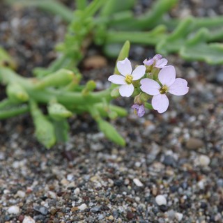 Delicate Beach Wildflower Blooms on Sandy Shore
